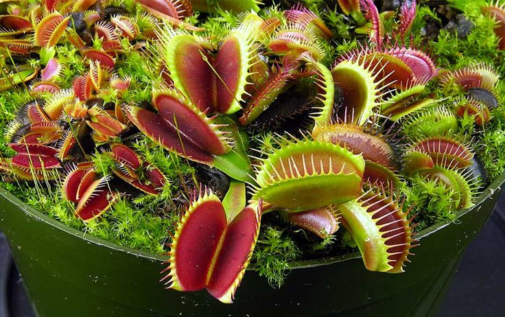 Plante Carnivore Dionée - Attrape-mouches Vénus - Racines Nues - Décoration Originale & Éducative