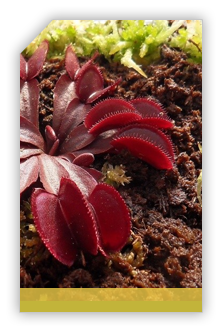 Dionaea Muscipula