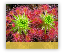 Plante Carnivore Drosera