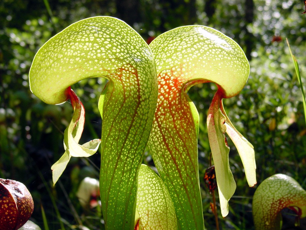 Qui sont les plantes carnivores ?