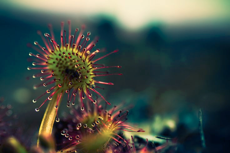 Arrosage de Plante Carnivore - Avec quelle eau arroser ?