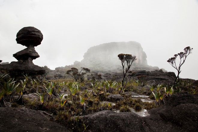 terre plante carnivore