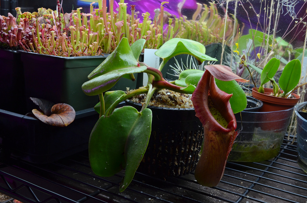 Nepenthes x sanguinea - plante carnivore d'intérieur