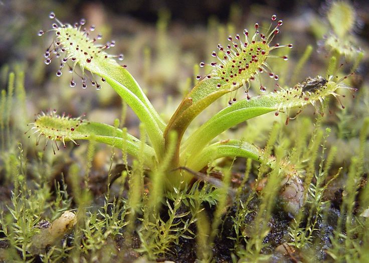 Drosera : Entretien - Fiche de Culture