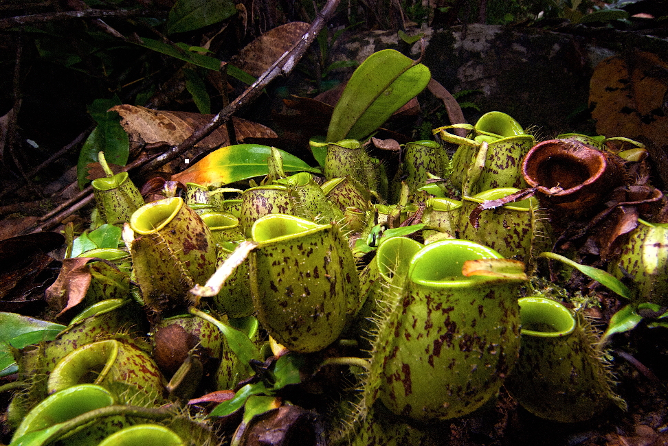 Nepenthes x sanguinea - plante carnivore d'intérieur