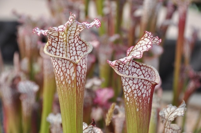 A chaque mois sa plante, août : les Plantes carnivores - Famiflora ouvert  7/7