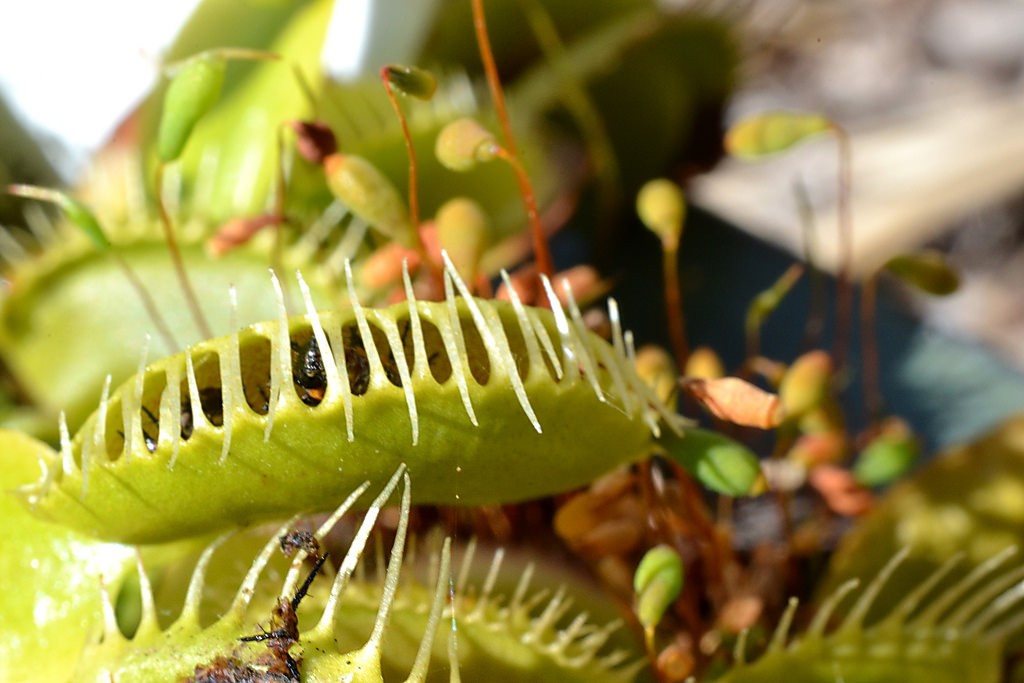 C'est quoi, les plantes carnivores ? 