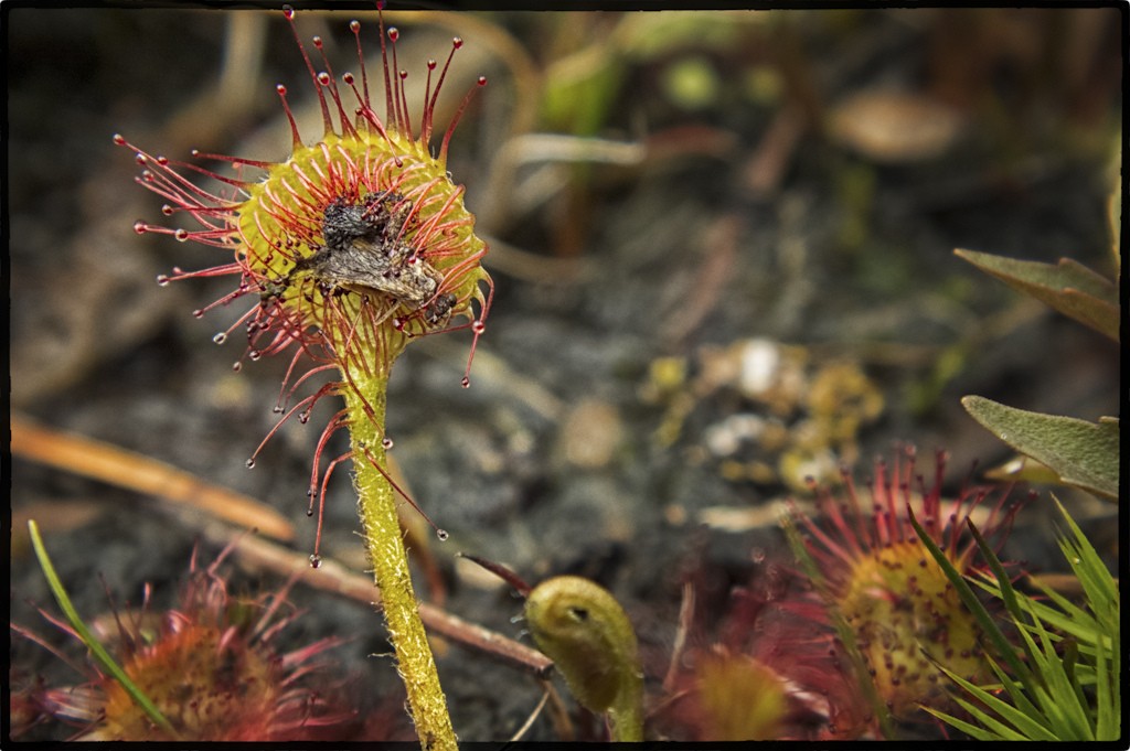 Les sphaignes - Plante Carnivore