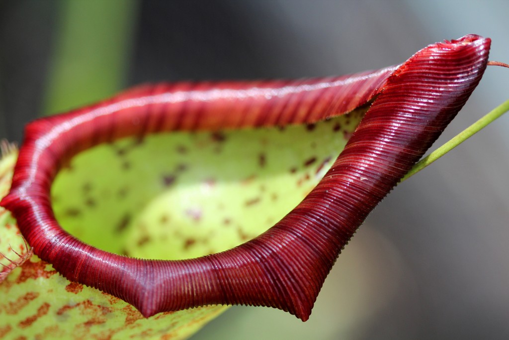 piège de plante carnivore passif