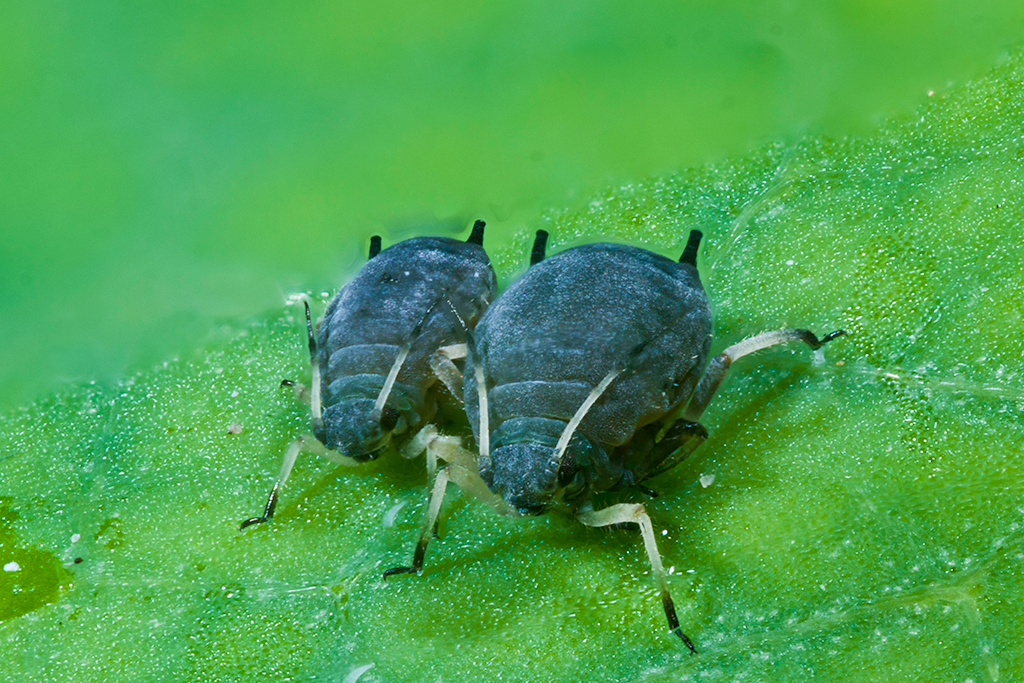 Parasites de Plante Carnivore : pucerons, limaces et escargots