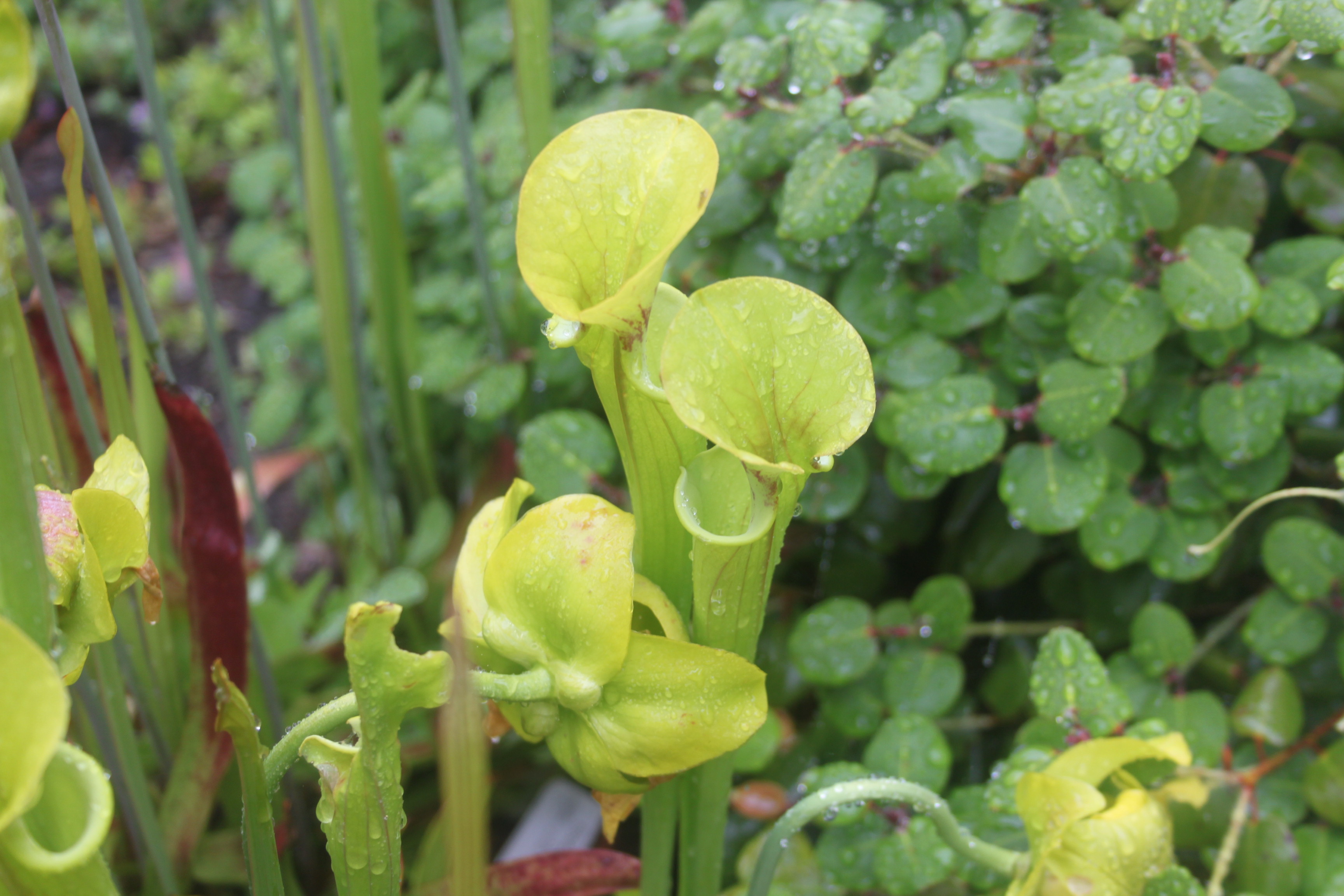 Brocchinia