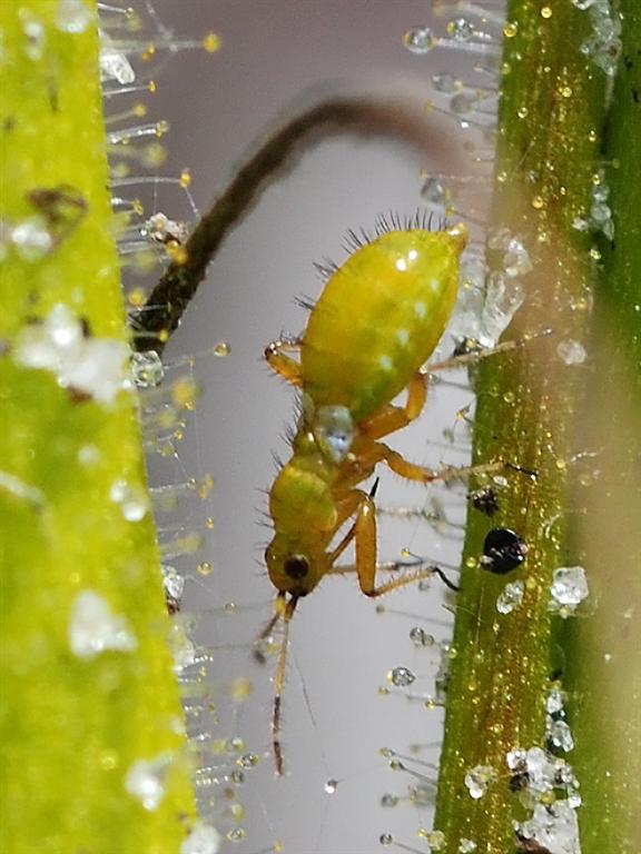 Les pièges passifs des plantes carnivores