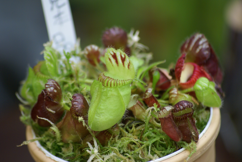 Entretien de Cephalotus follicularis