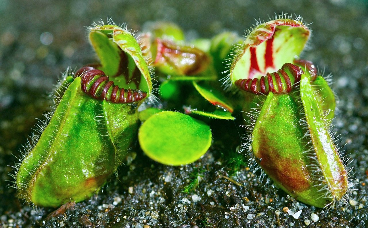 Cephalotus follicularis