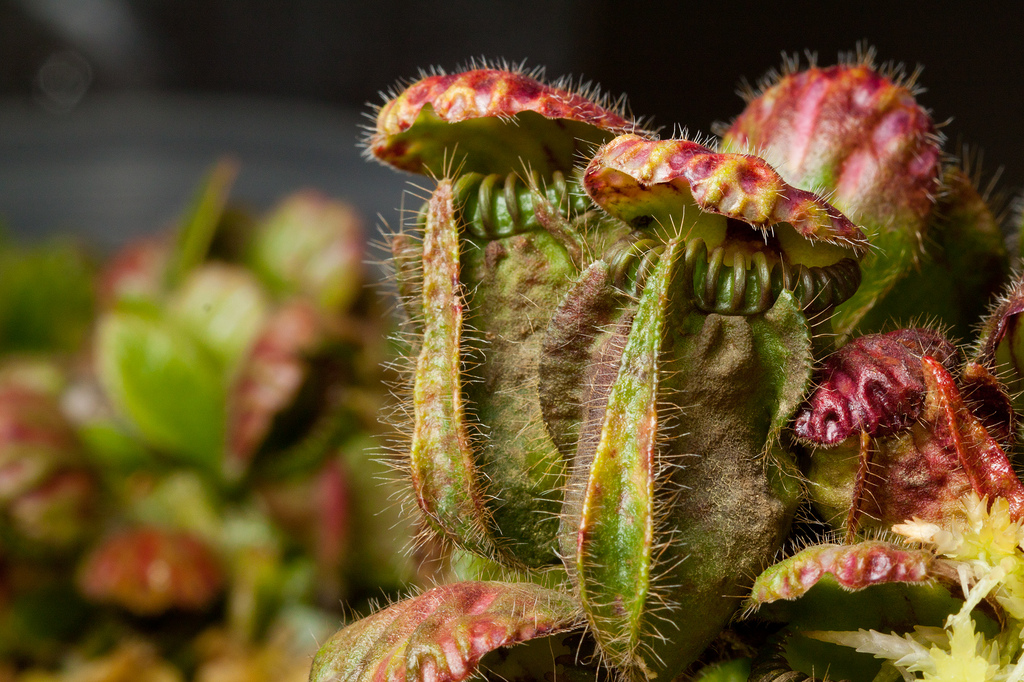 Cephalotus