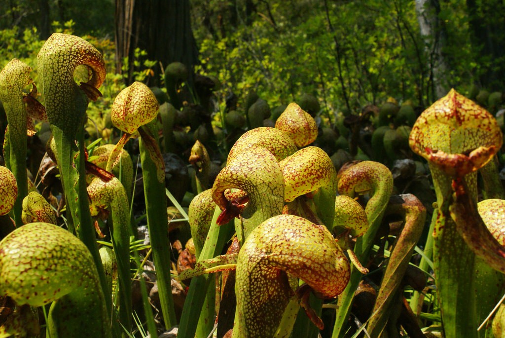 darlingtonia