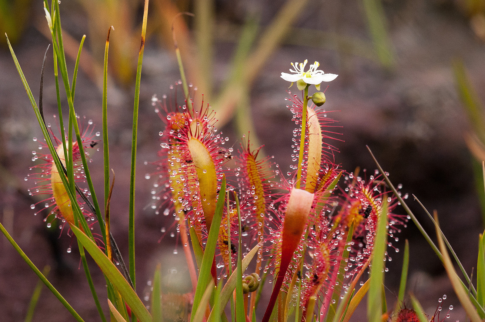 Drosera anglica