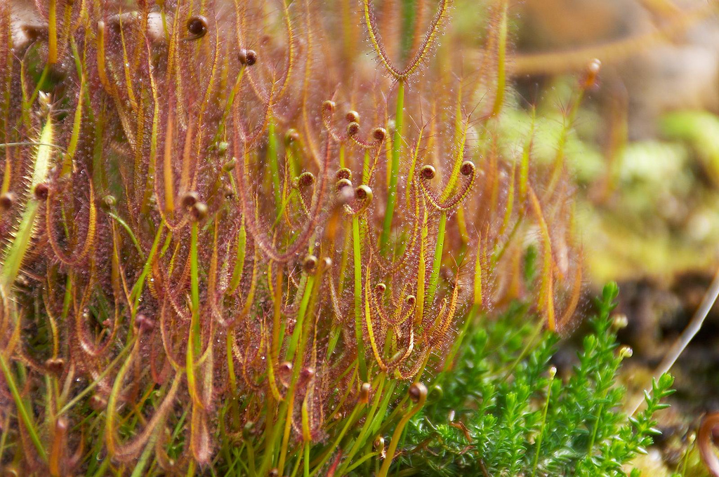 Drosera binata