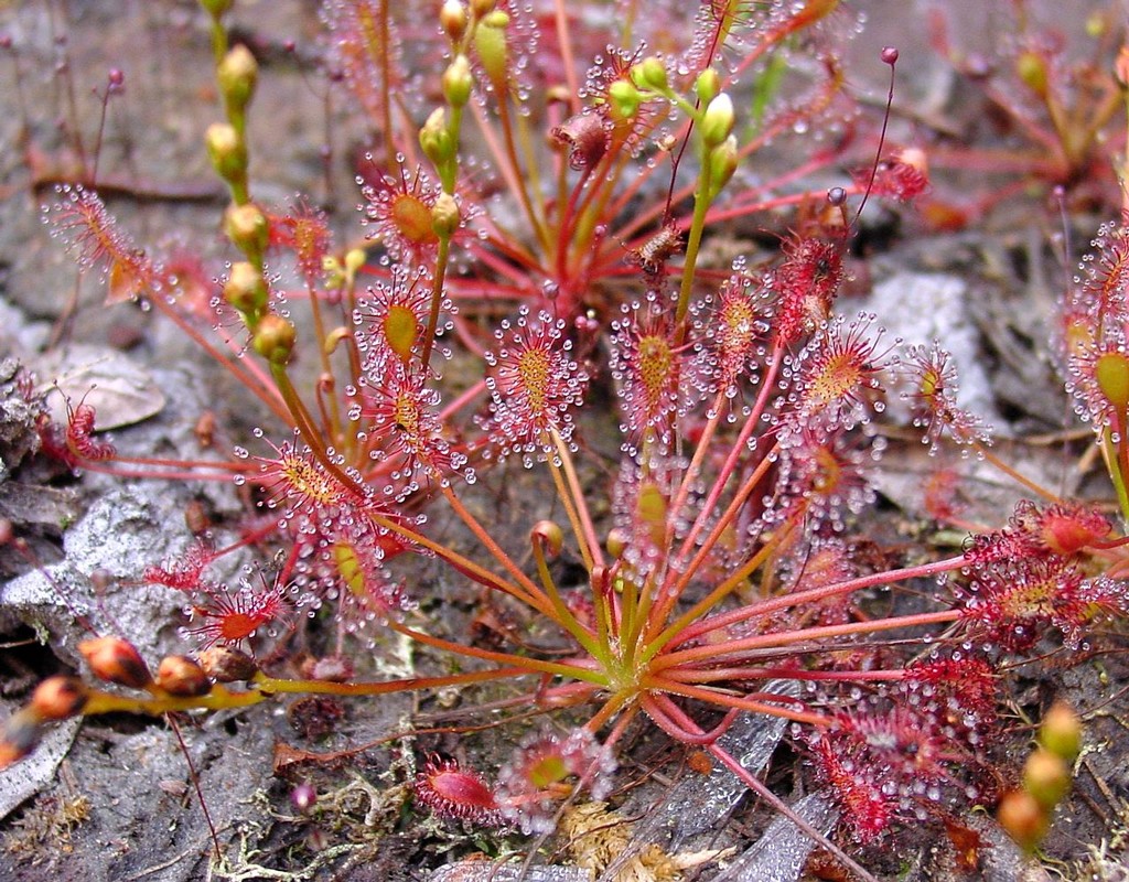 drosera-intermedia