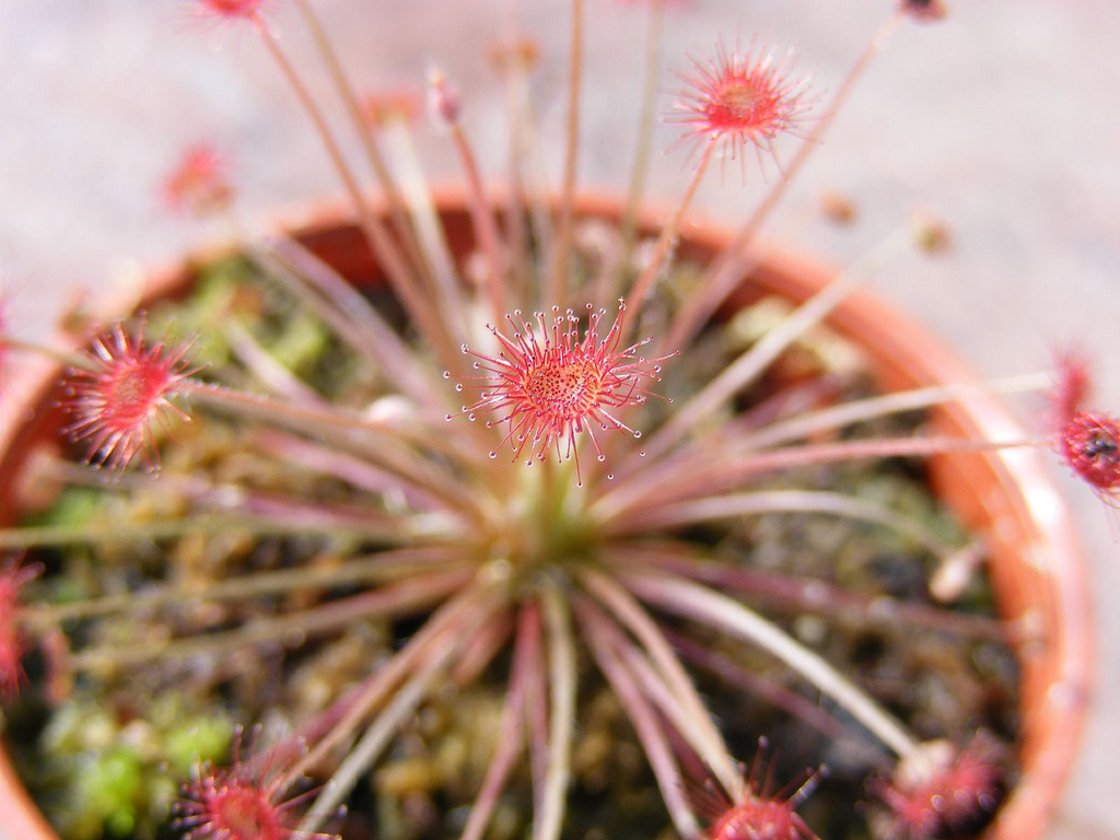 Drosera paradoxa