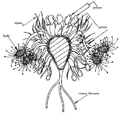 drosera-pygme