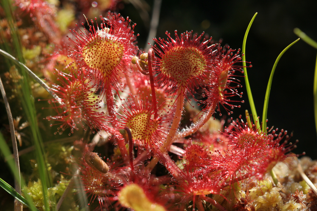 Drosera rotundifolia