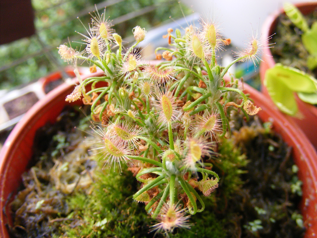 Drosera : Entretien - Fiche de Culture