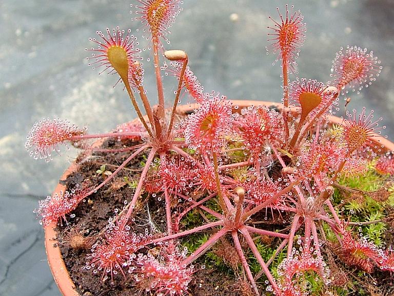 drosera-x-beleziana