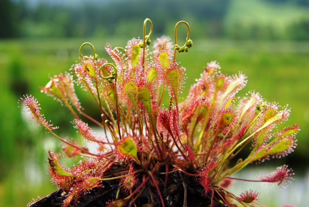 drosera-x-obovata