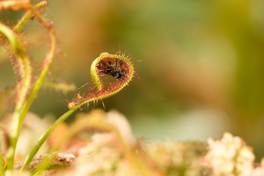 Les pièges semi-actifs des plantes carnivores