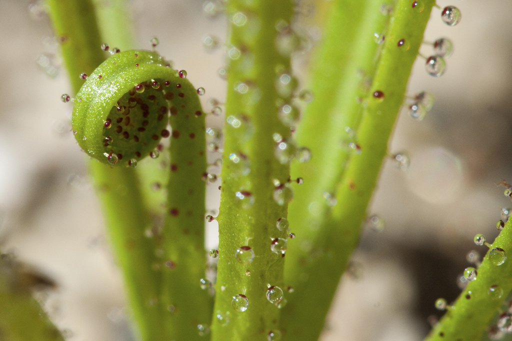 Drosophyllum lusitanicum