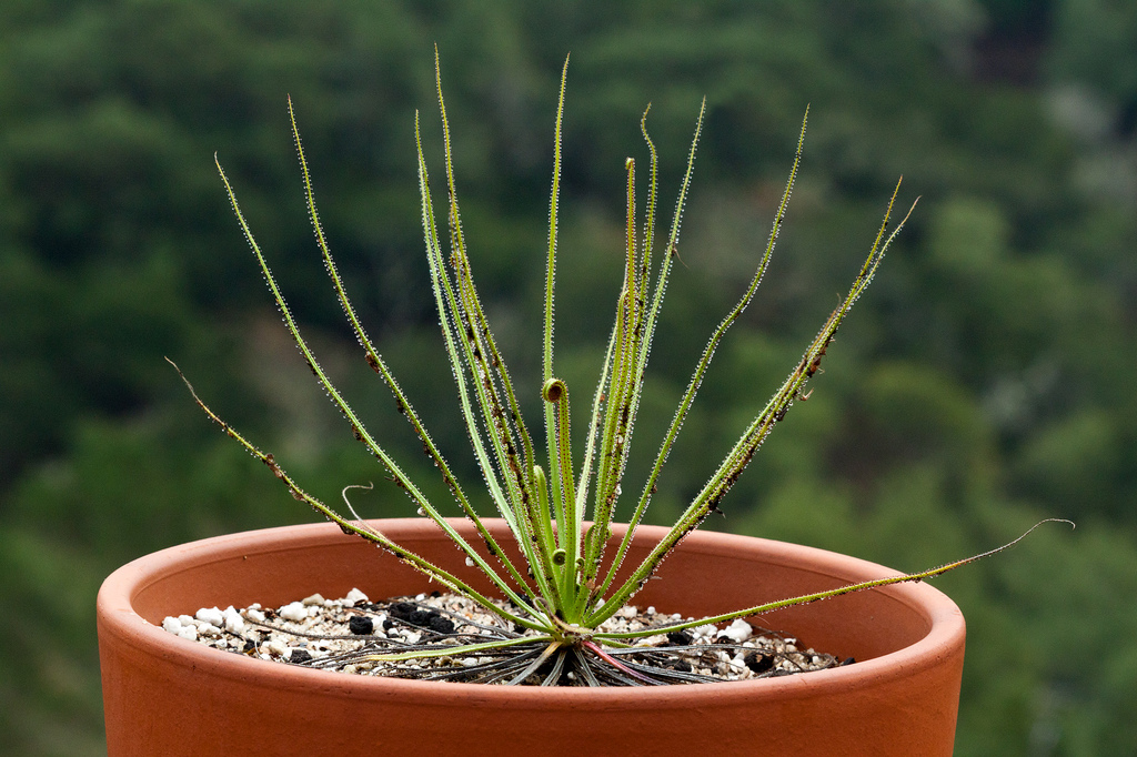 La multiplication des plantes carnivores