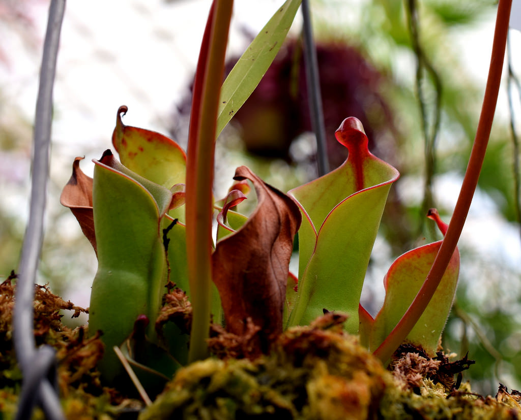 Heliamphora