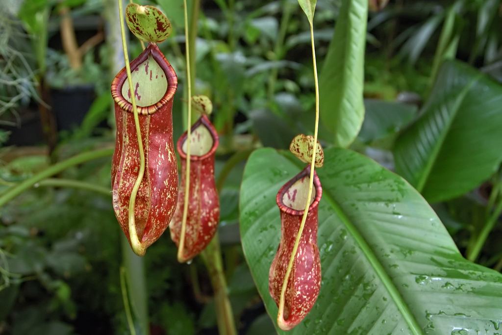 nepenthes