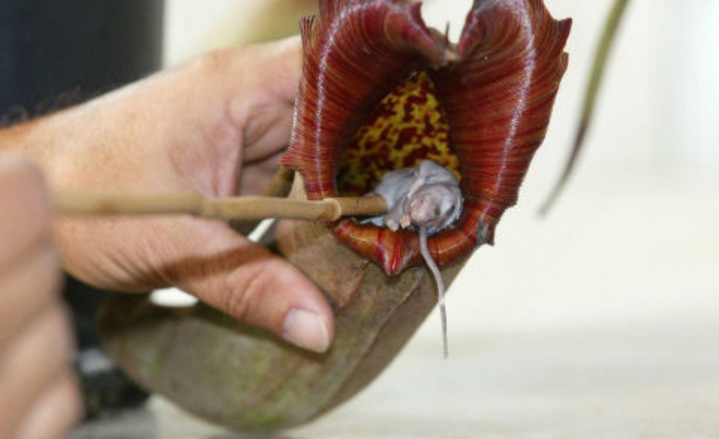 nepenthes souris lyon