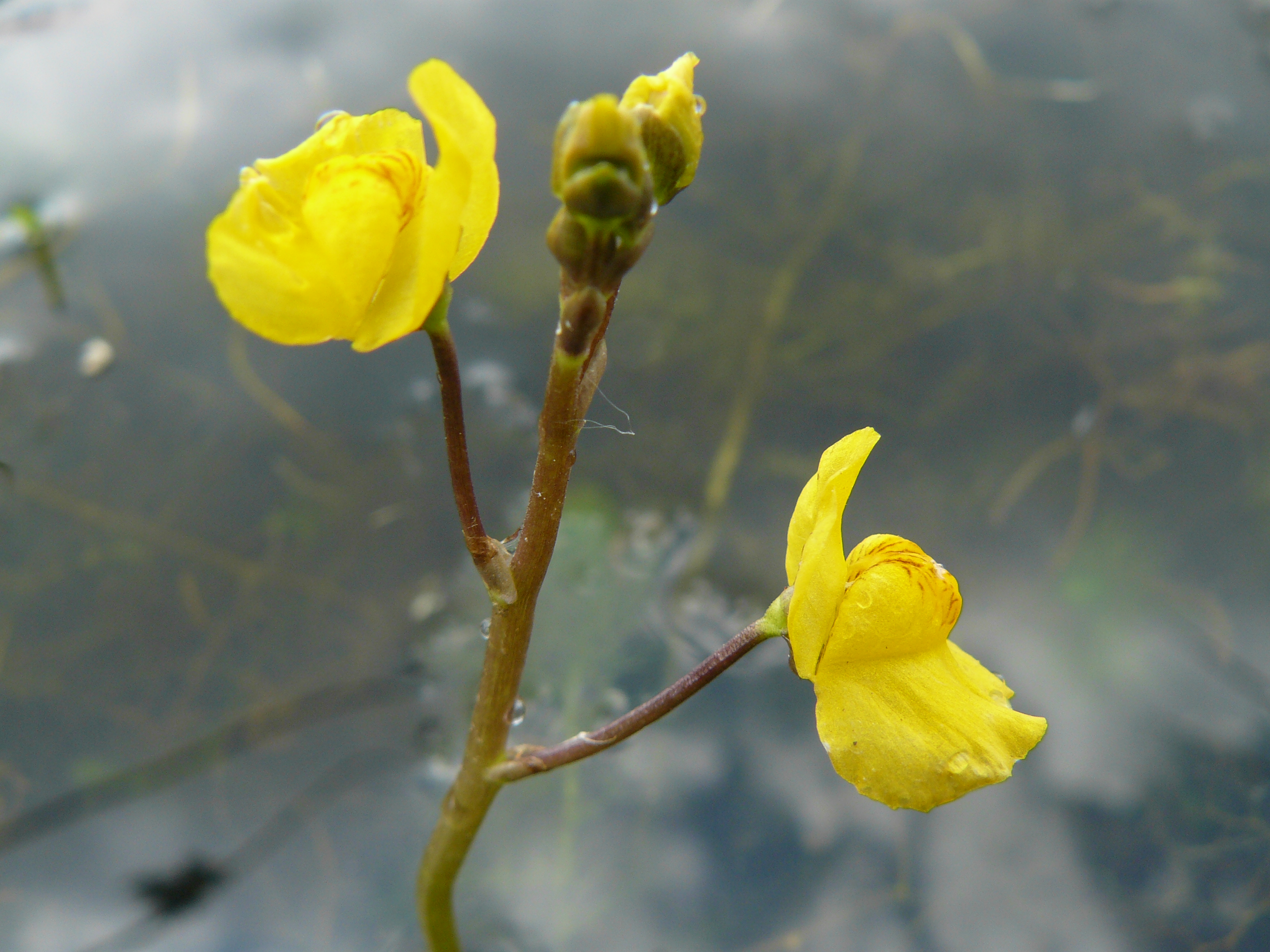 Utricularia australis