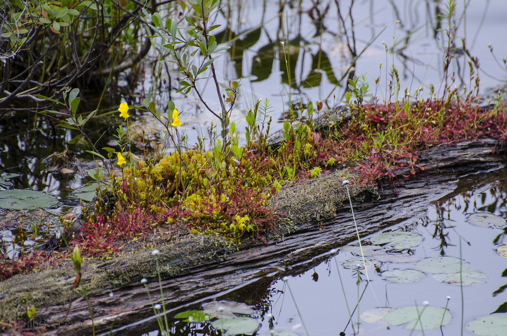 utricularia-intermedia