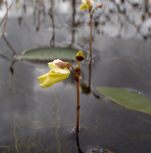 Utricularia minor