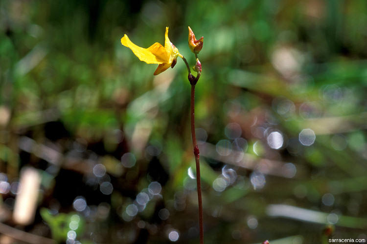 utricularia-ochroleuca