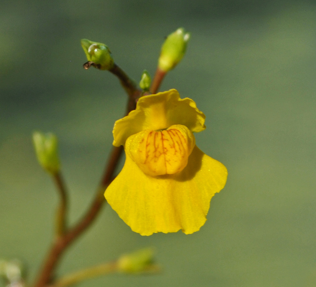 Utricularia vulgaris