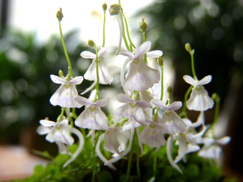 Utricularia