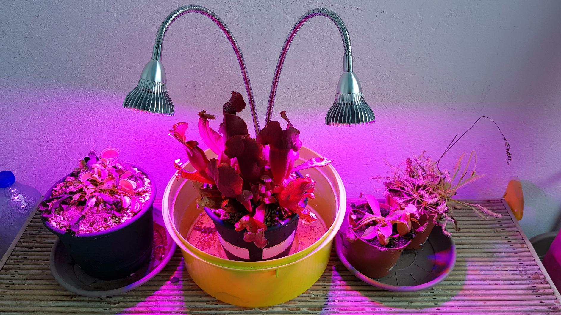 Soigner une plante carnivore avec des LED horticole - Plante Carnivore