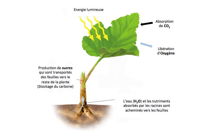 Une plante carnivore commandée par un neurone artificiel