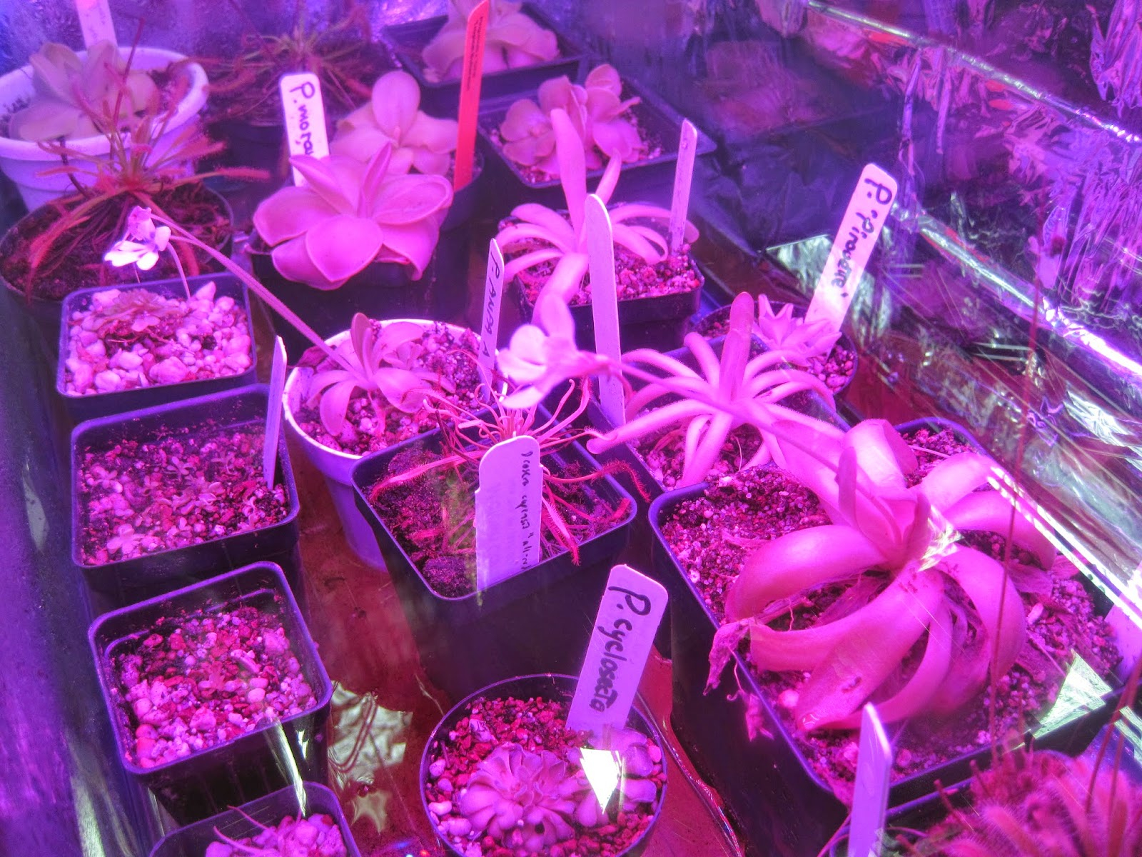 Soigner une plante carnivore avec des LED horticole - Plante Carnivore