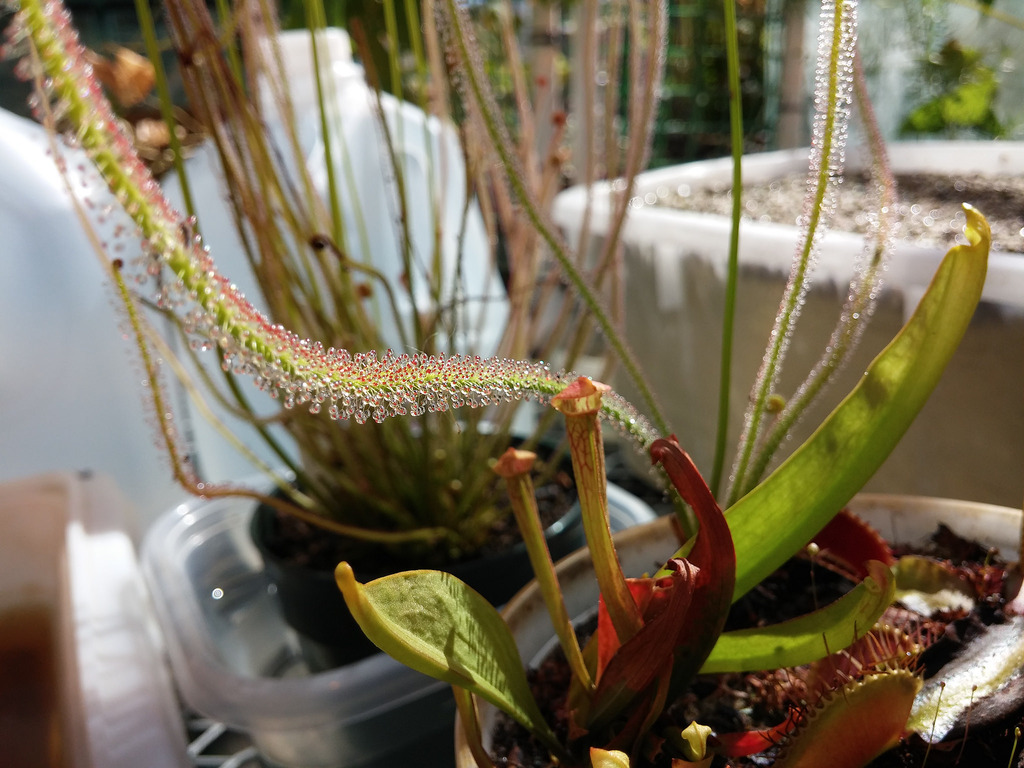 Drosera filiformis