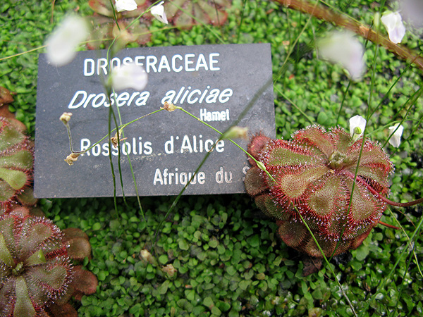 Drosera aliciae