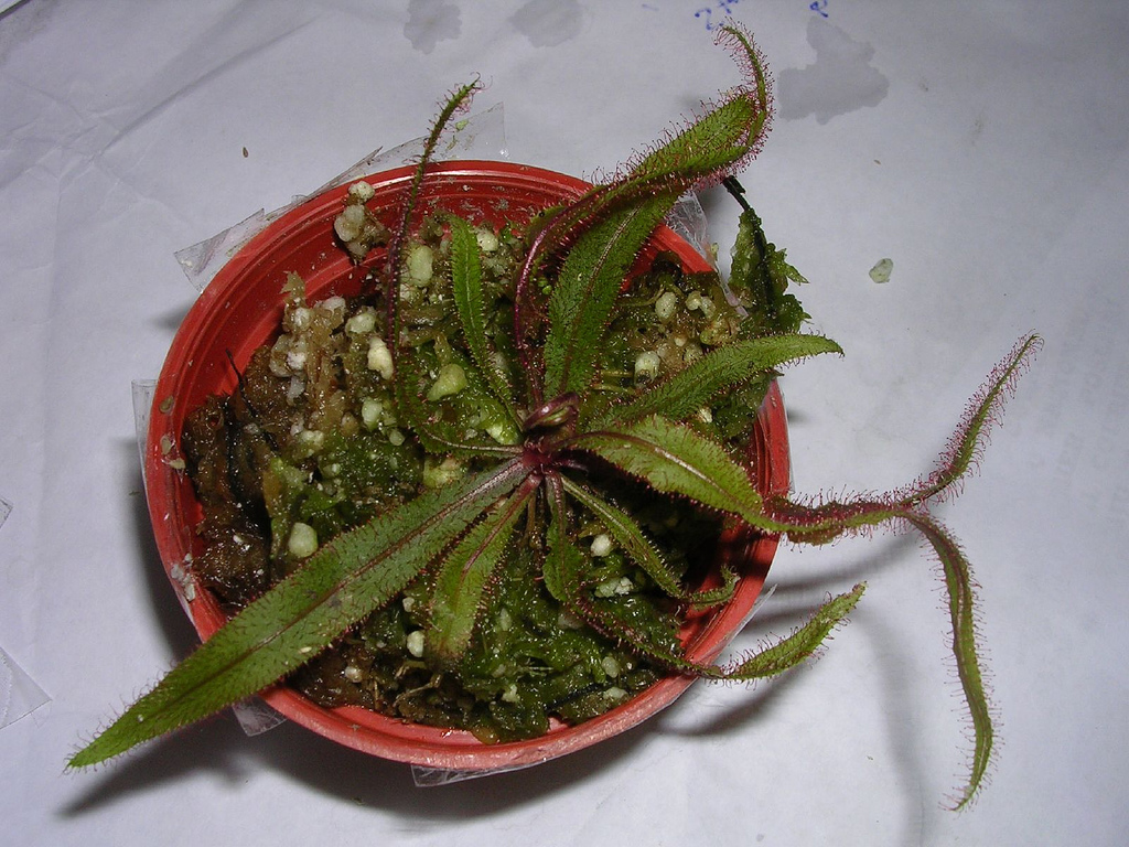 Drosera adelae