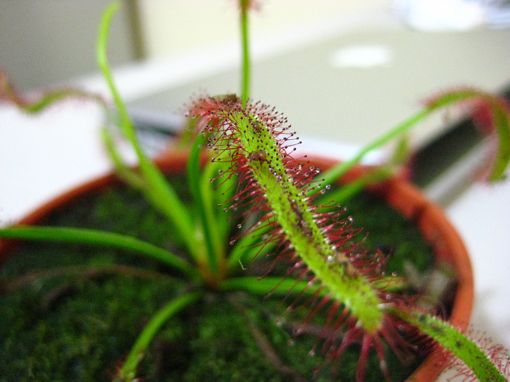 Drosera capensis