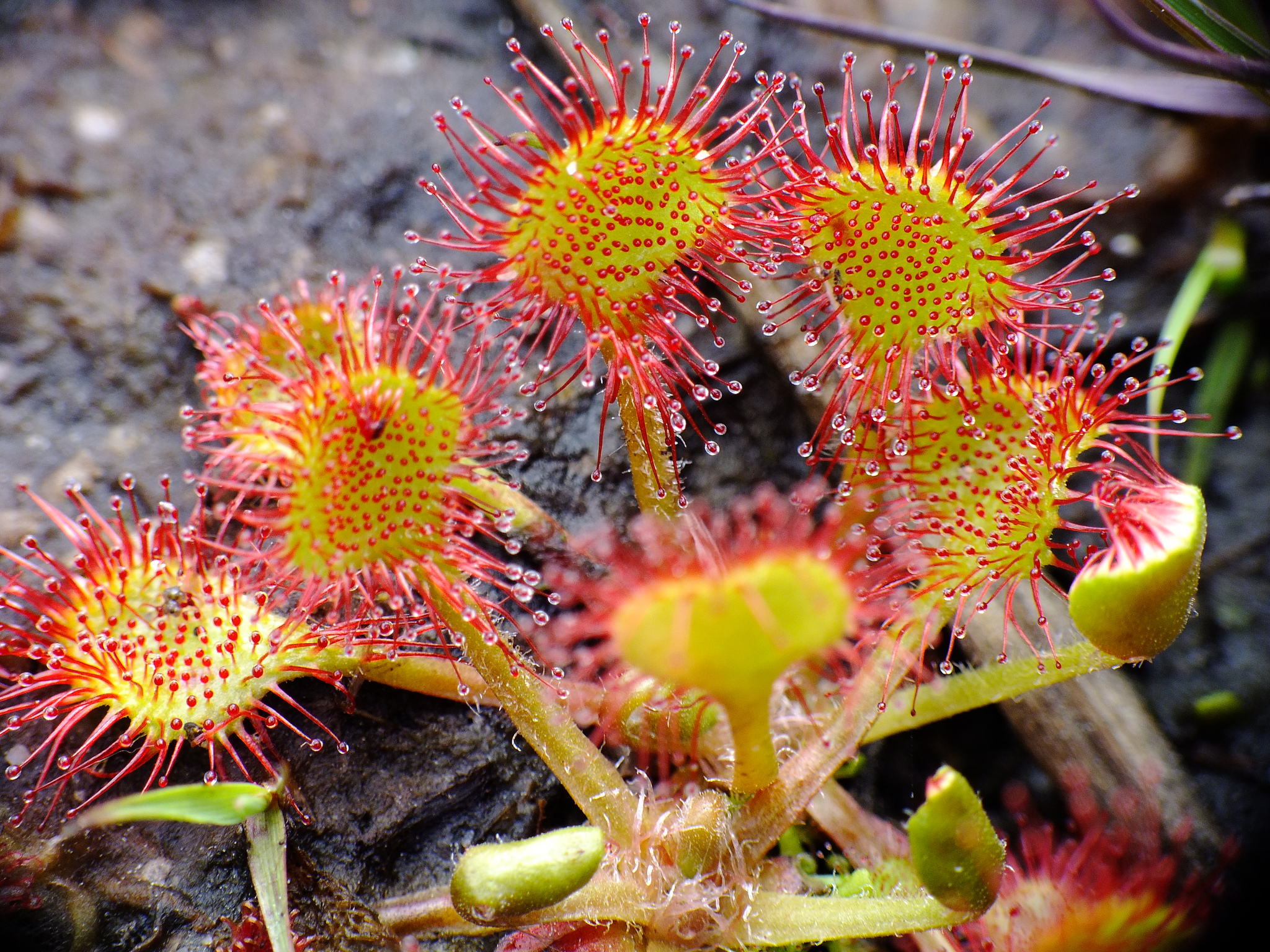 Drosera : Entretien - Fiche de Culture