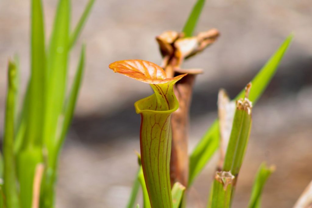 Une Nepenthes et son urne, piège passif à insectes